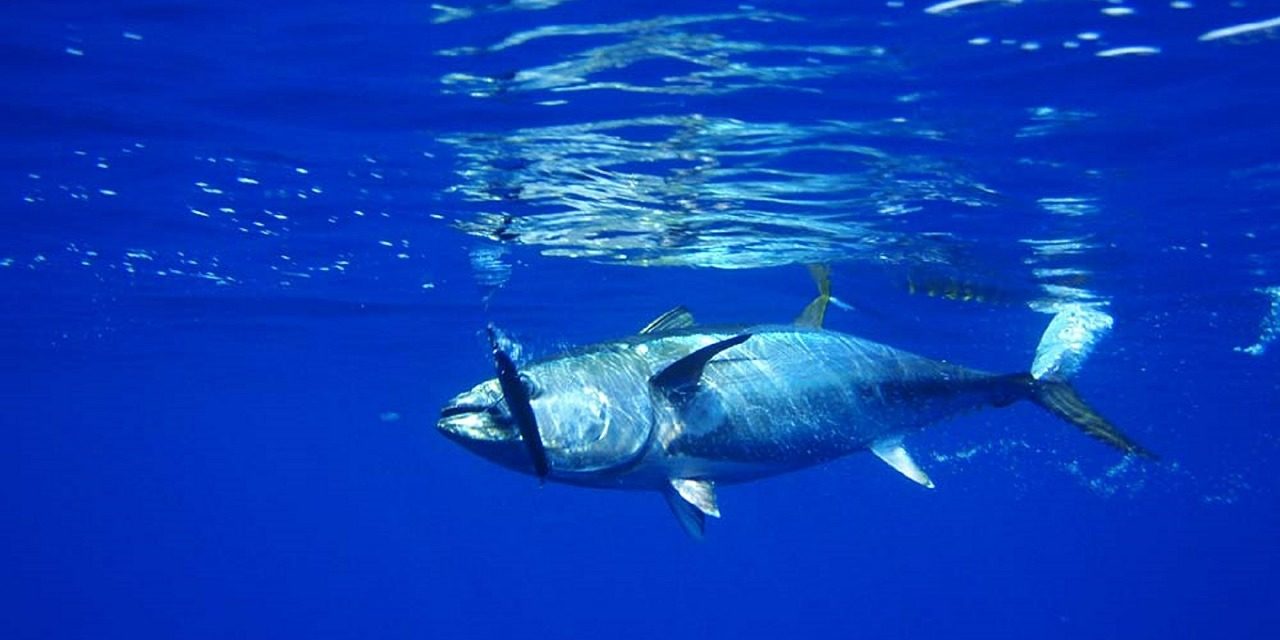 tuna-576938_1280