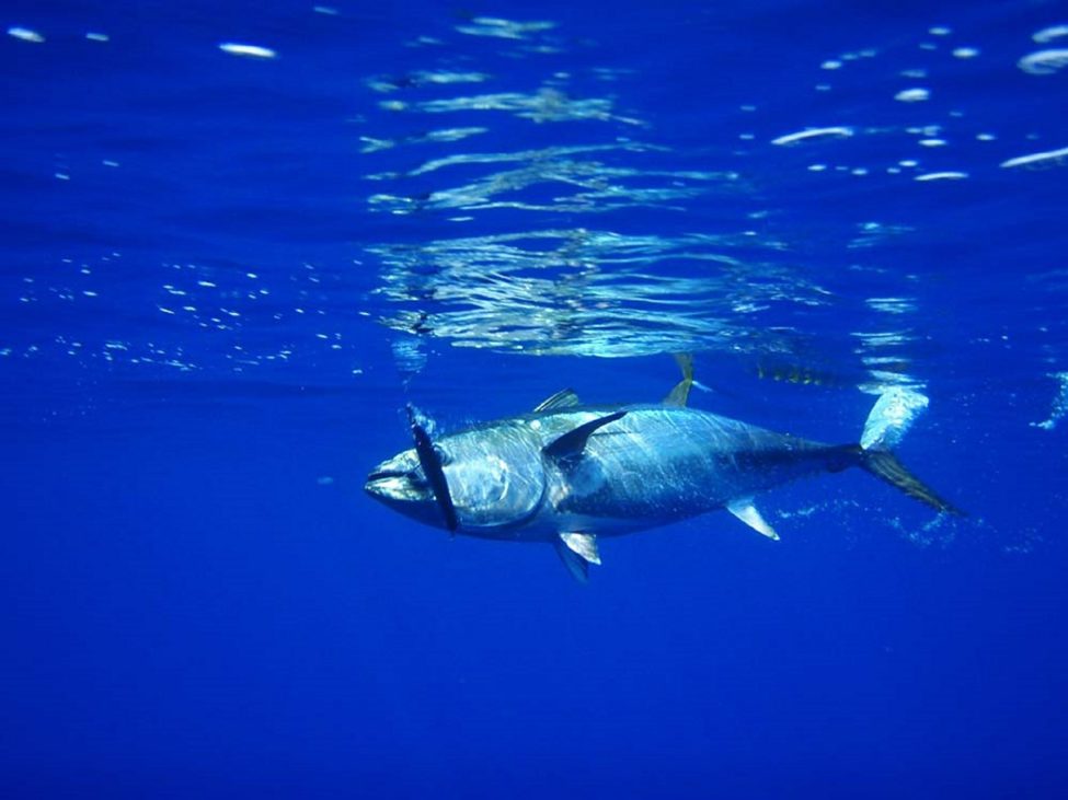 tuna-576938_1280